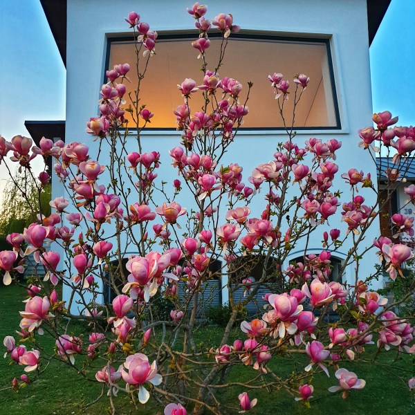 Tulip tree in a home's front yard